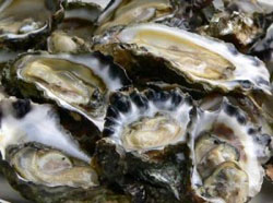 oysters.jpg