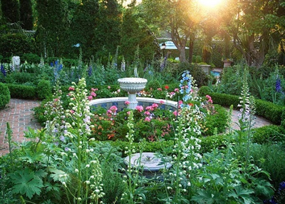 foxgloves
