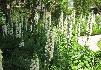 foxgloves2