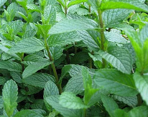 herbsmint