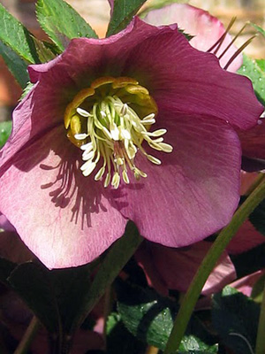 lentenrose