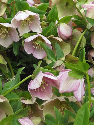 lentenroses2