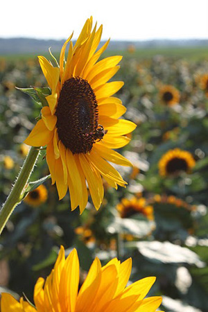 sunflowers