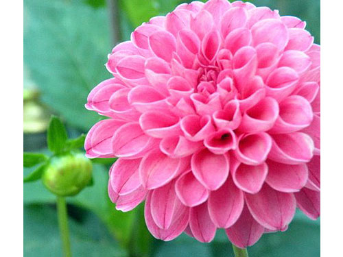 summerflowers01.jpg