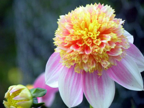 Summerflowers02