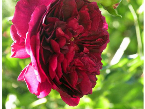Summerflowers03