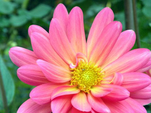 Summerflowers04