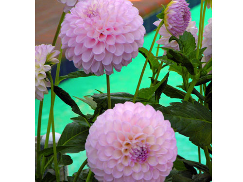 Summerflowers05