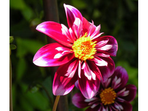 Summerflowers06