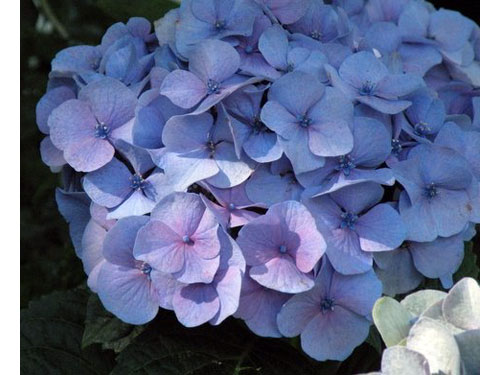Summerflowers07