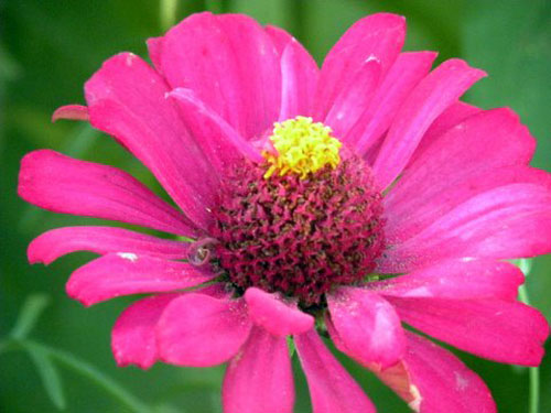 Summerflowers08