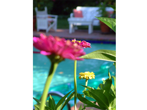 Flower1