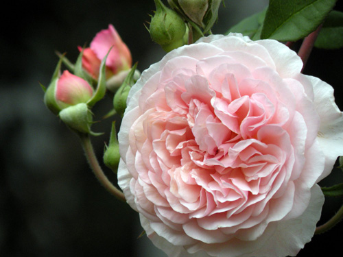 Flower10