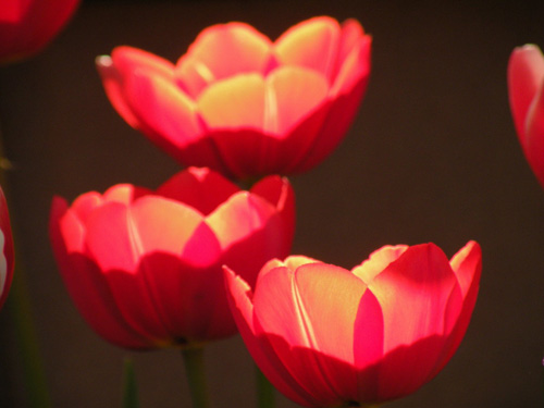 Flower2