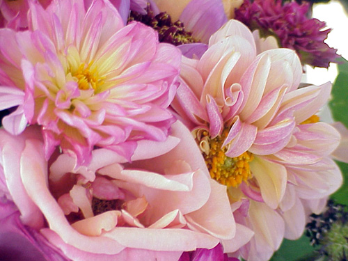 Flower24