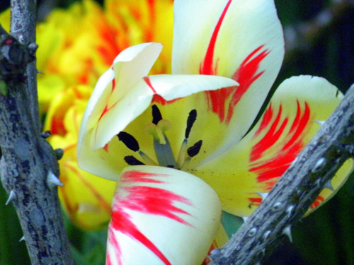 Flower5