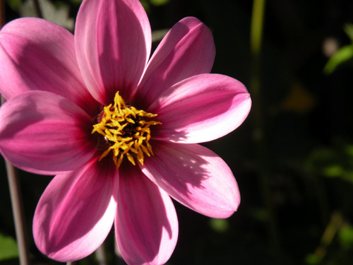 Flower9