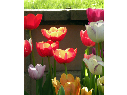 Flowers19