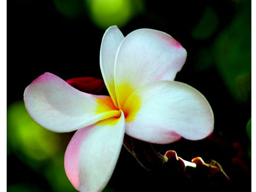 Hawaii j
