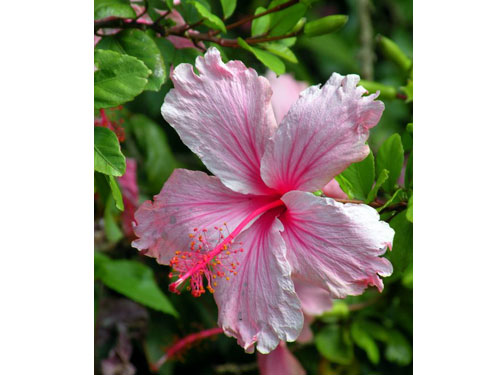 Hawaii k
