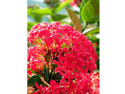 Hawaii l