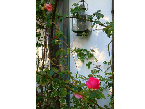 Summerflowers02