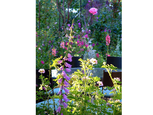 Summerflowers03