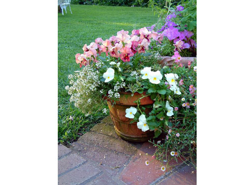 Summerflowers04