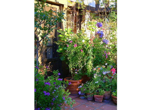 Summerflowers05