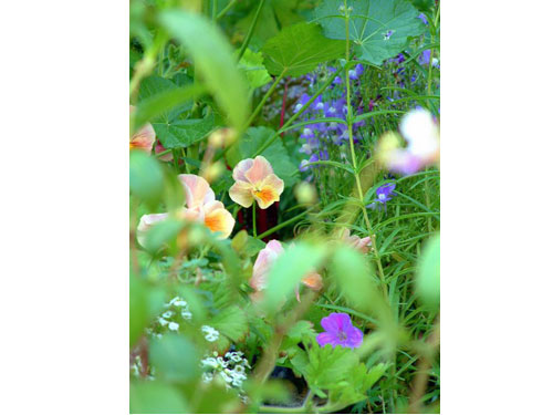 Summerflowers06