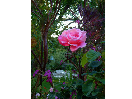 Summerflowers08