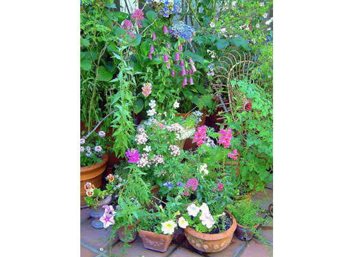 Summerflowers09