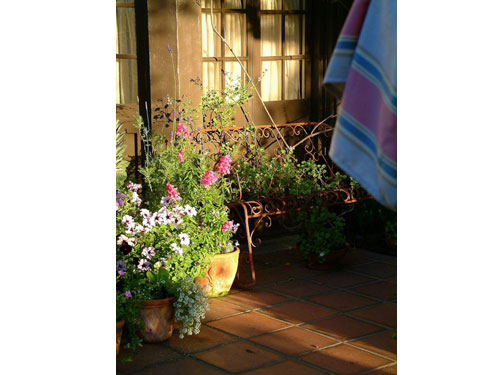Summerflowers11