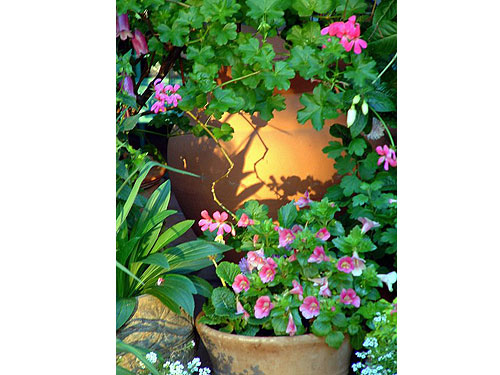 Summerflowers12