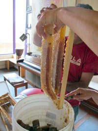 honey2.jpg