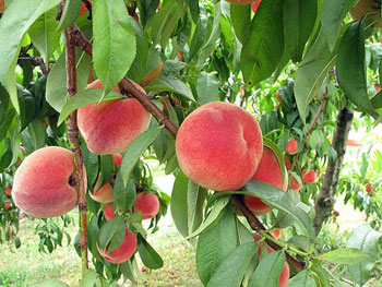peaches.jpg
