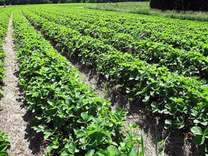 strawberryfarm2.jpg