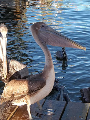 Roseanna Pelicans 2