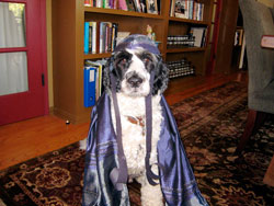 dog1.jpg