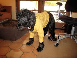 dog2.jpg