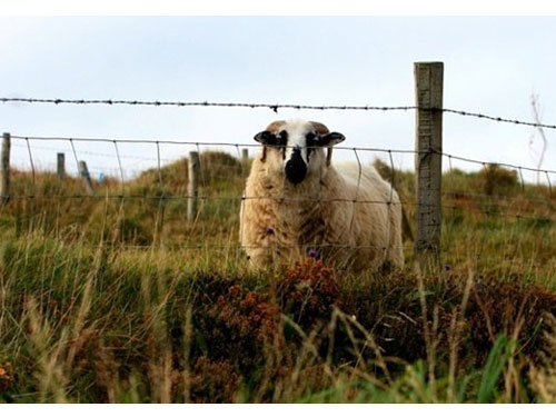 Ireland002