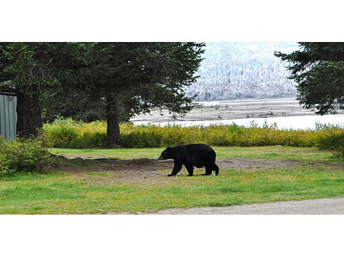 bear