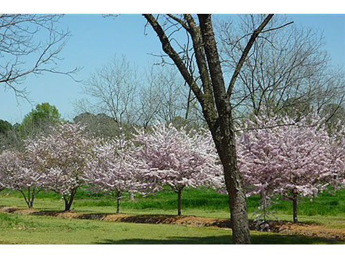 springfarm01.jpg