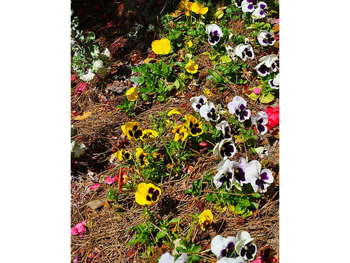 Springfarm12