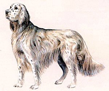 english-setter.jpg