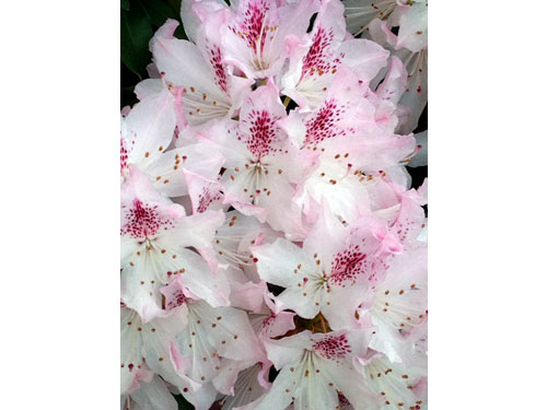 Orbloom11