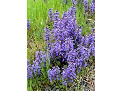 Orbloom14