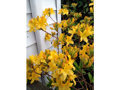 Orbloom16