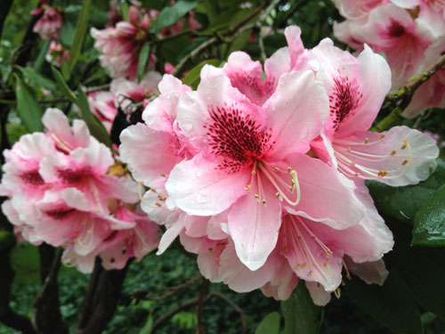 Orbloom17
