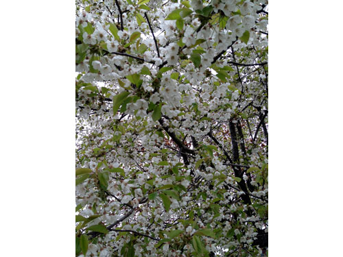 Orbloom18